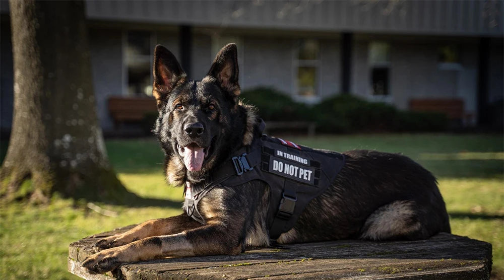 Large Dog Harness Pet German Shepherd Malinois Training Vest Military Tactical Medium Dog Harnesses Hunting For Dogs Accessories